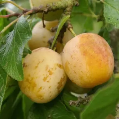 plum-reine-claude-de-bavay-1