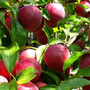 Plum Wilson's Early fruit on a tree.