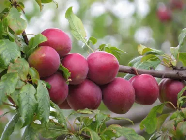 plum-omega-3