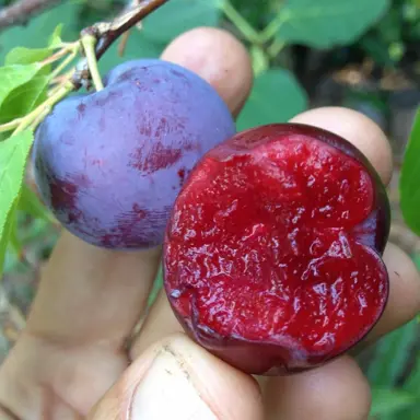 plum-santa-rosa-3