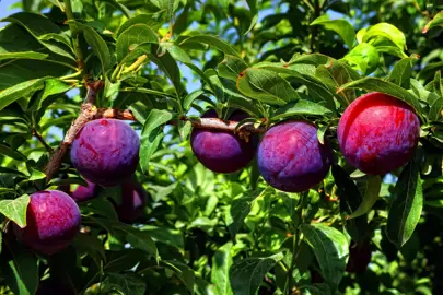 plum-santa-rosa-4