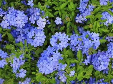 plumbago-royal-cape-