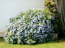 plumbago-royal-cape-1