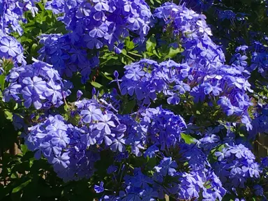 plumbago-royal-cape-2