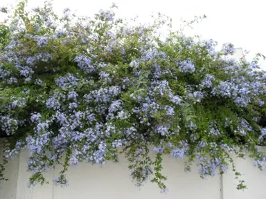 plumbago-auriculata-5