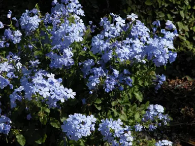 plumbago-auriculata-6