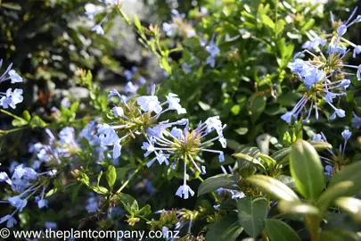 plumbago-auriculata-7