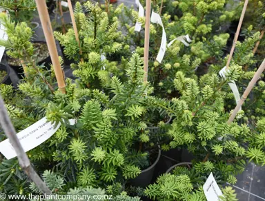 podocarpus-ardmore-green--1