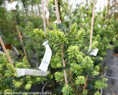 podocarpus-ardmore-green-