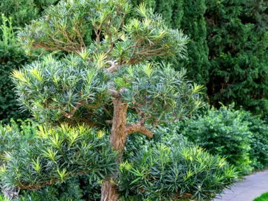 podocarpus-maki-1