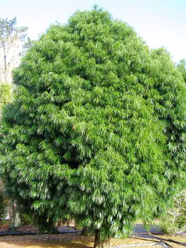 podocarpus-henkelii-1