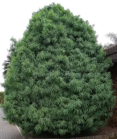 podocarpus-henkelii-2