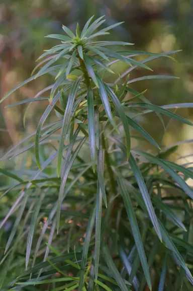 podocarpus-parlatorei-1