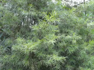 podocarpus-parlatorei-2