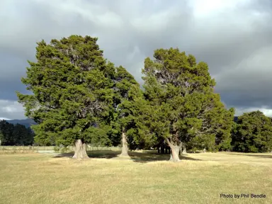 podocarpus-totara-1