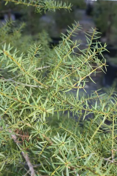 podocarpus-totara-2