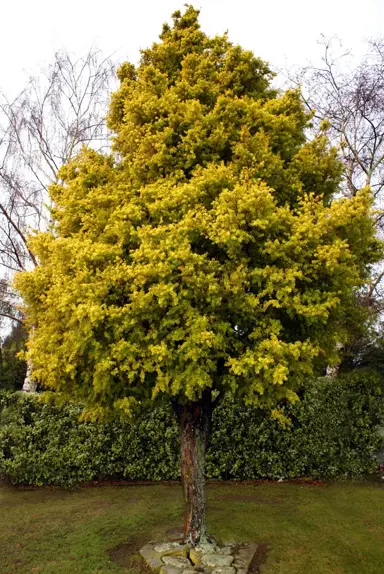 podocarpus-totara-aurea-