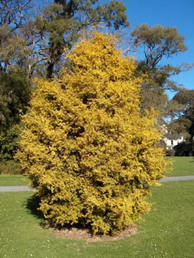 podocarpus-totara-aurea-1