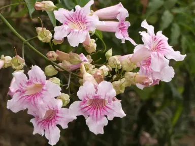 Podranea ricasoliana vine with elegant, pink flowers.