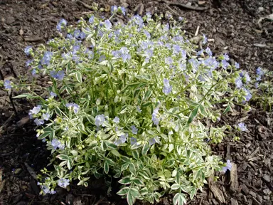 Polemonium 'Stairway to Heaven' plant in a garden with variegated leaves and blue flowers.
