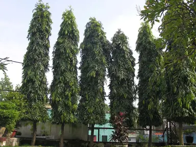 Polyalthia longifolia trees with dark green, pendulous foliage.