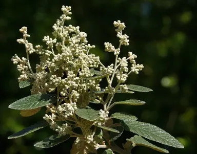 Pomaderris apetala dark green foliage and cream-coloured flowers.