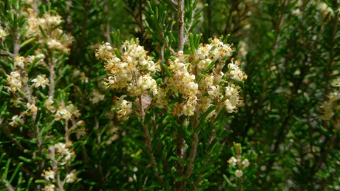 Pomaderris phylicifolia shrub with cream-yellow flowers.