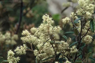 Pomaderris rugosa tree with cream-white flowers.
