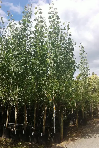 populus-crows-nest-