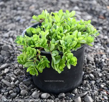 Portulaca 'Pazzaz Yellow' plant in spring for sale at The Plant Company nursery.