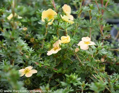 potentilla-peaches-and-cream--1