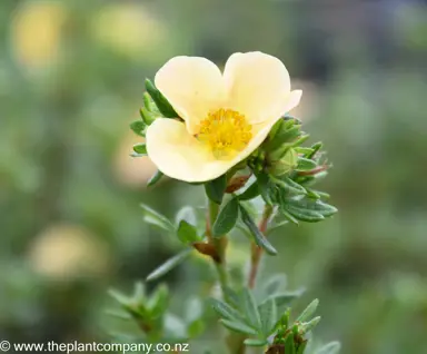 potentilla-peaches-and-cream--2