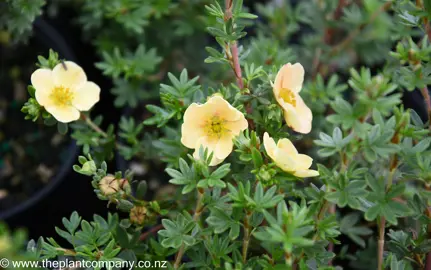 potentilla-peaches-and-cream--3