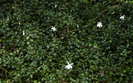 Pratia angulata (Panakenake) plants as a ground cover in a shaded garden.