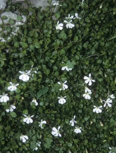 pratia-summer-snow-1