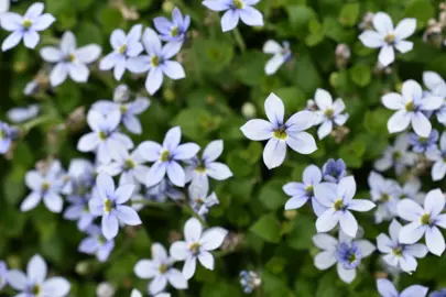 Pratia pedunculata (Trailing Pratia) elegant blue flowers above lush, green foliage.