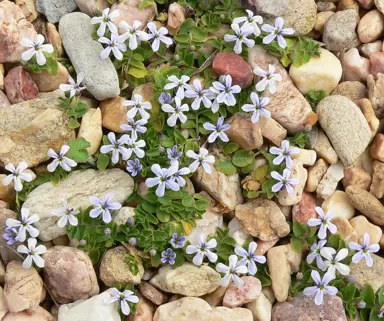Pratia pedunculata (Trailing Pratia) with elegant blue flowers and green foliage growing between rocks.