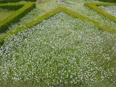 Pratia pedunculata growing as a lawn substitute.