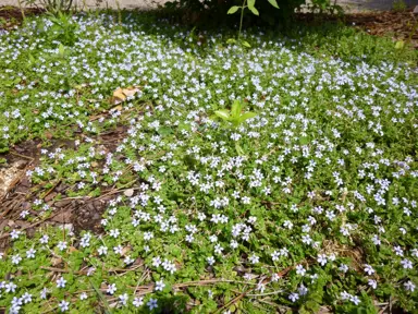 pratia-puberula-2