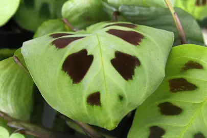 maranta-rabbit-tracks-