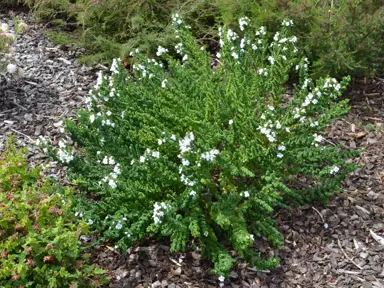 prostanthera-ballerina-