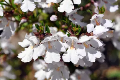 prostanthera-ballerina-1
