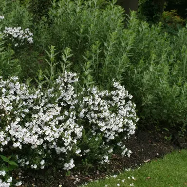 prostanthera-ballerina-2