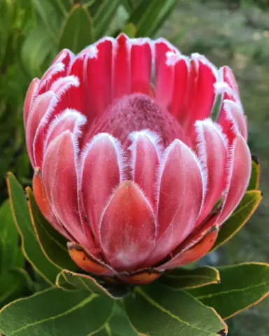 Protea compacta pink flower.