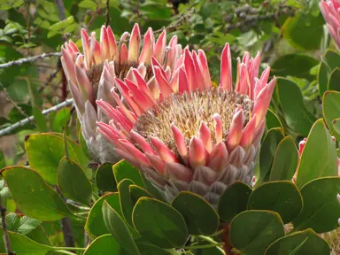 Protea cynaroides (Giant Protea) pink flowers above lush, green foliage.