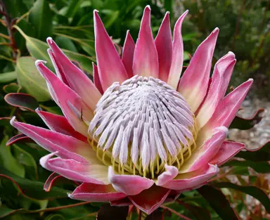 Protea cynaroides flower.