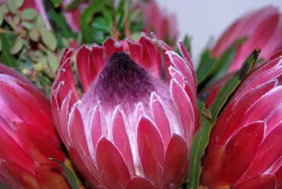 Protea Frosted Fire red flower with a dark centre.