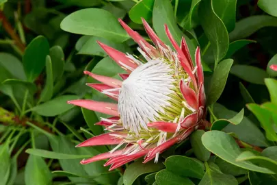 Protea 'Little Prince' flower.