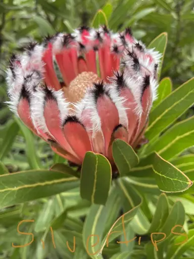 Protea neriifolia 'Silver Tips' red-pink flower with silver tips.