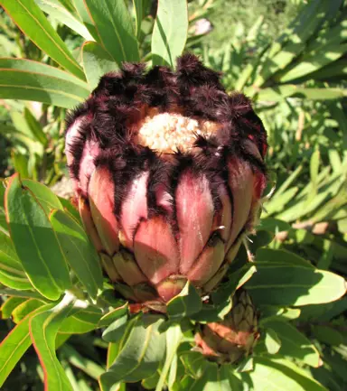 Protea neriifolia flower.